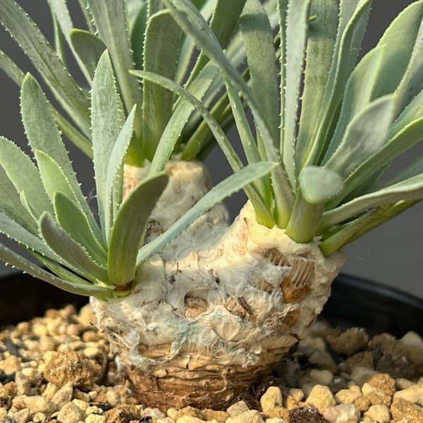 オトンナ:レトロルサ 3号鉢植え*