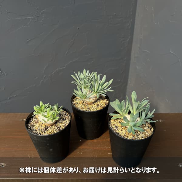 オトンナ:レトロルサ 3号鉢植え*