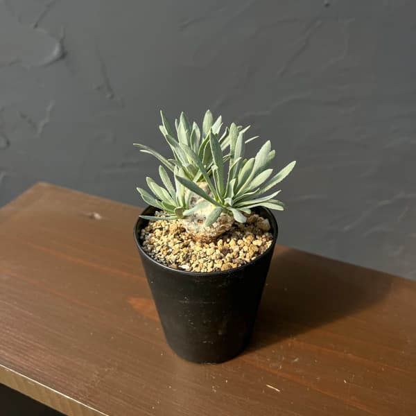 オトンナ:レトロルサ 3号鉢植え*