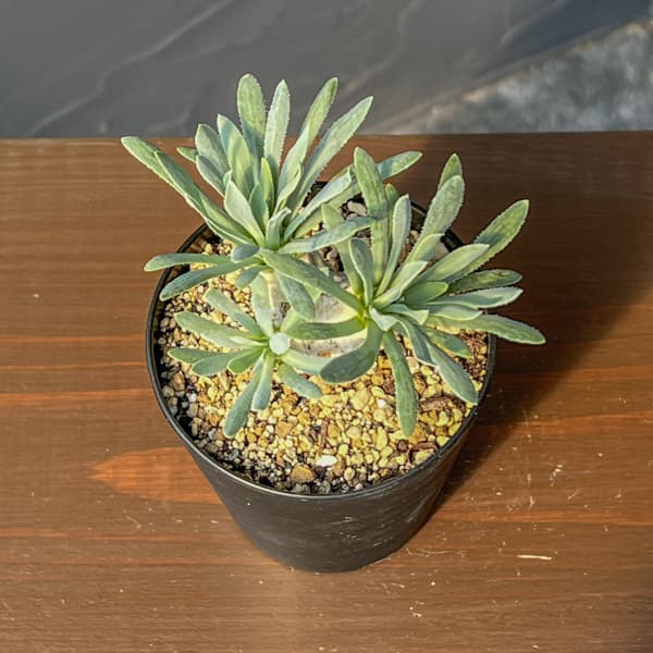 オトンナ:レトロルサ 3号鉢植え*