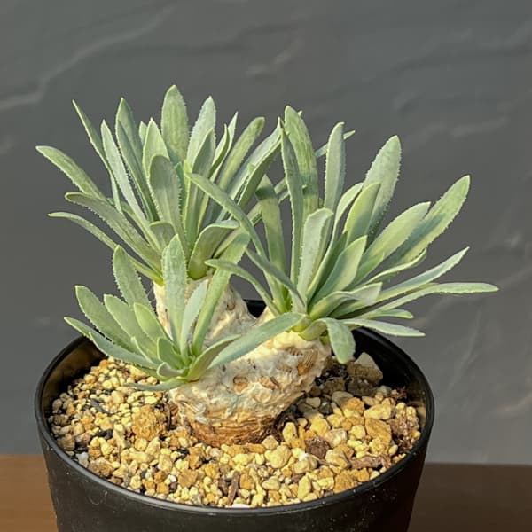 オトンナ:レトロルサ 3号鉢植え*