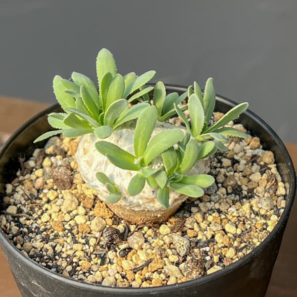 オトンナ:レトロルサ 3号鉢植え*