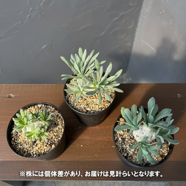 オトンナ:レトロルサ 3号鉢植え*