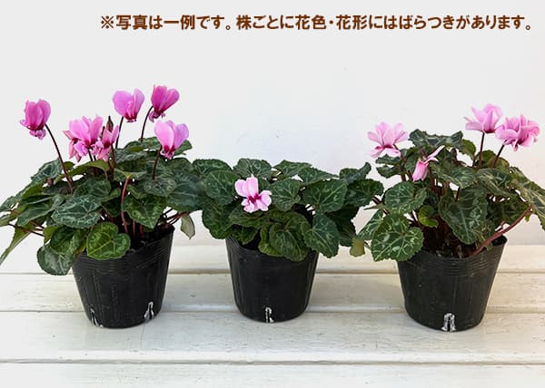シクラメン:プティムーラン(花色おまかせ)3.5号ポット