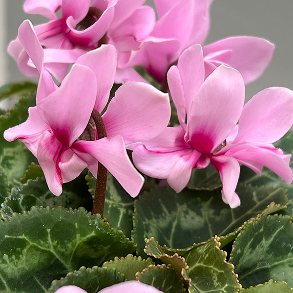 シクラメン：プティムーラン（花色おまかせ）3.5号ポット