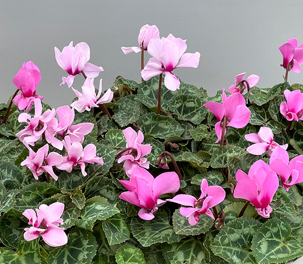 シクラメン：プティムーラン（花色おまかせ）3.5号ポット