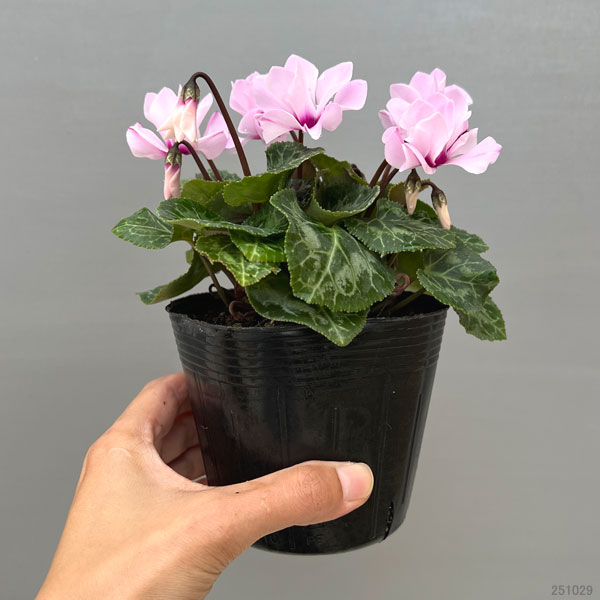シクラメン：プティムーラン（花色おまかせ）3.5号ポット