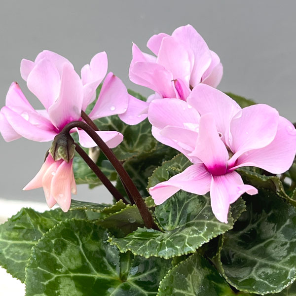 シクラメン：プティムーラン（花色おまかせ）3.5号ポット