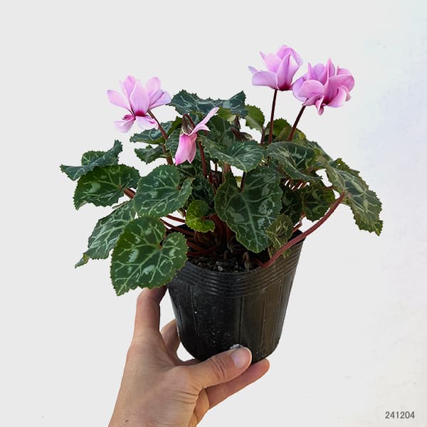 シクラメン:プティムーラン(花色おまかせ)3.5号ポット