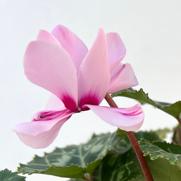 シクラメン:プティムーラン(花色おまかせ)3.5号ポット