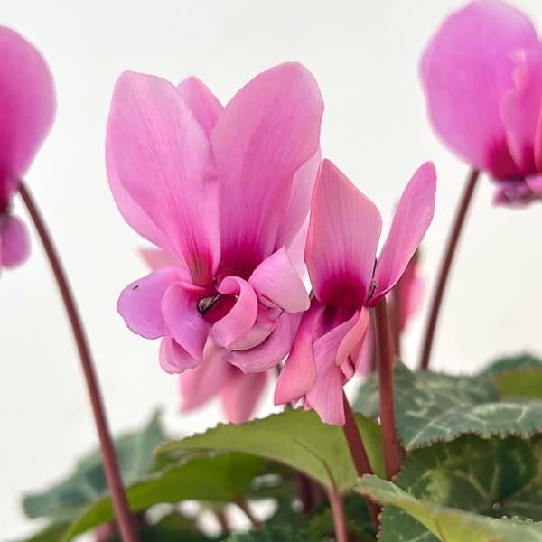 シクラメン:プティムーラン(花色おまかせ)3.5号ポット