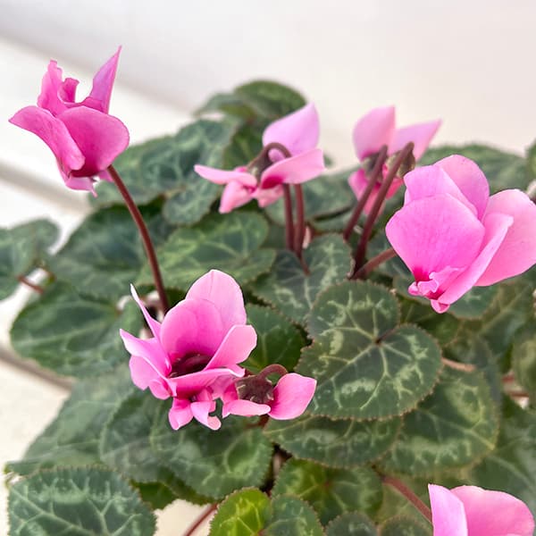 シクラメン:プティムーラン(花色おまかせ)3.5号ポット