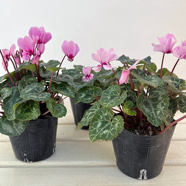 シクラメン:プティムーラン(花色おまかせ)3.5号ポット