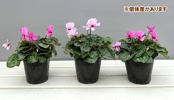 シクラメン：プティムーラン（花色おまかせ）3.5号ポット