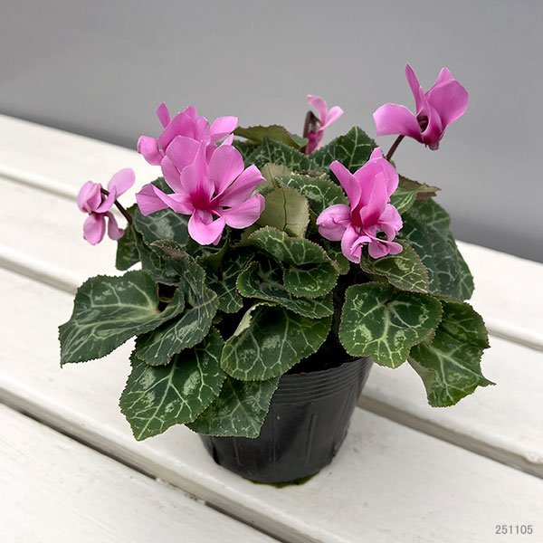 シクラメン：プティムーラン（花色おまかせ）3.5号ポット