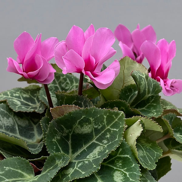 シクラメン：プティムーラン（花色おまかせ）3.5号ポット