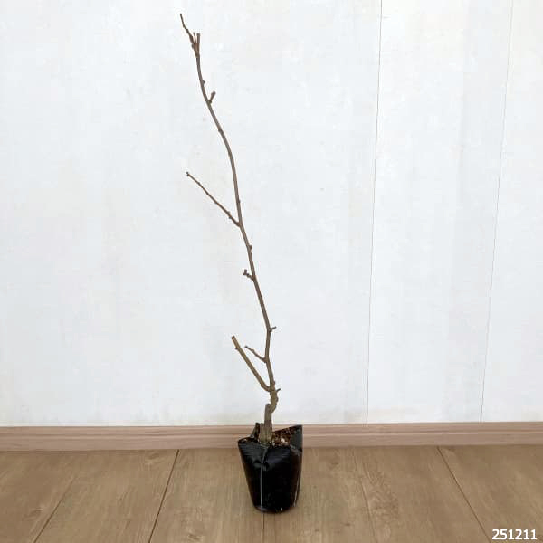 キウイ（オス木）：ロッキー4～5号ポット