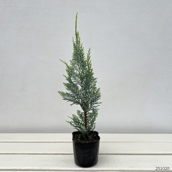 コニファー:アルミゴールド 3号ポット