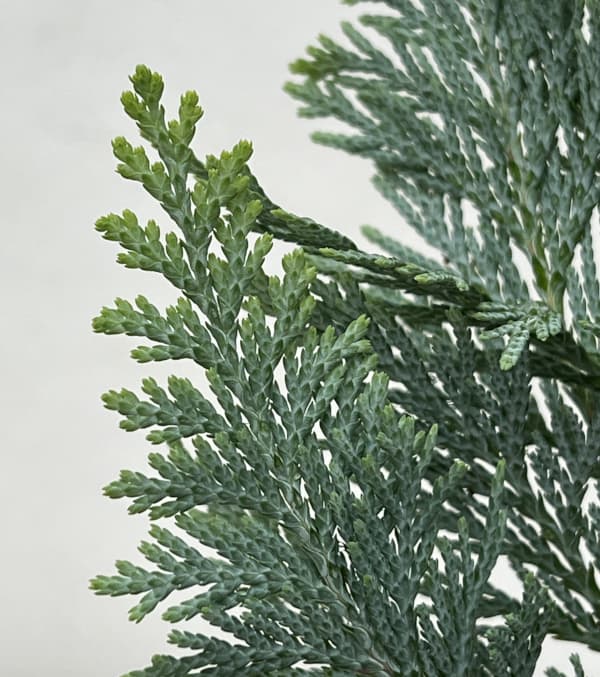 コニファー:アルミゴールド 3号ポット