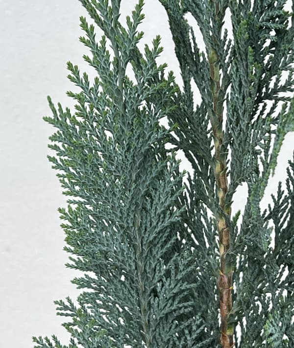 コニファー：コルムナリスグラウカ3号ポット