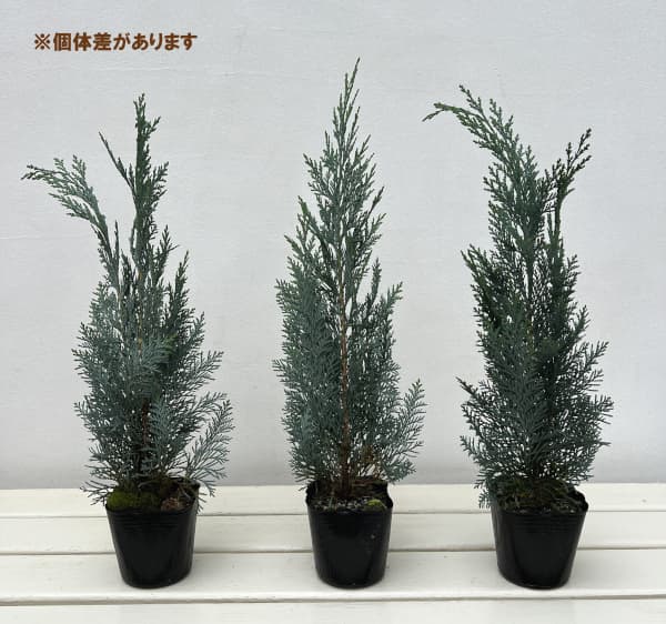 コニファー：コルムナリスグラウカ3号ポット