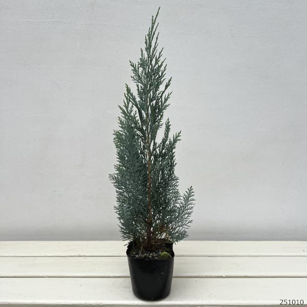 コニファー：コルムナリスグラウカ3号ポット