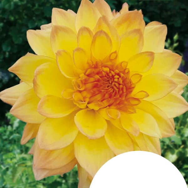 [26年3月中下旬予約]ダリア：こころ 1球入り