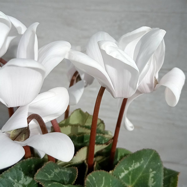 シクラメン ガーデンシクラメン シャイン 色MIXセット 2個～【花苗 3号ポット苗