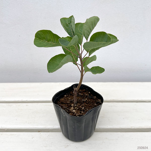 スモークツリー:ロゼシュシュ3号ポット