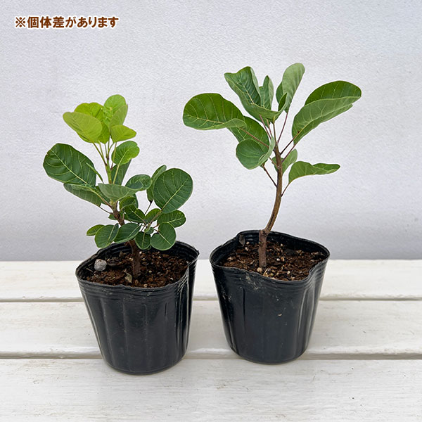 スモークツリー:ロゼシュシュ3号ポット