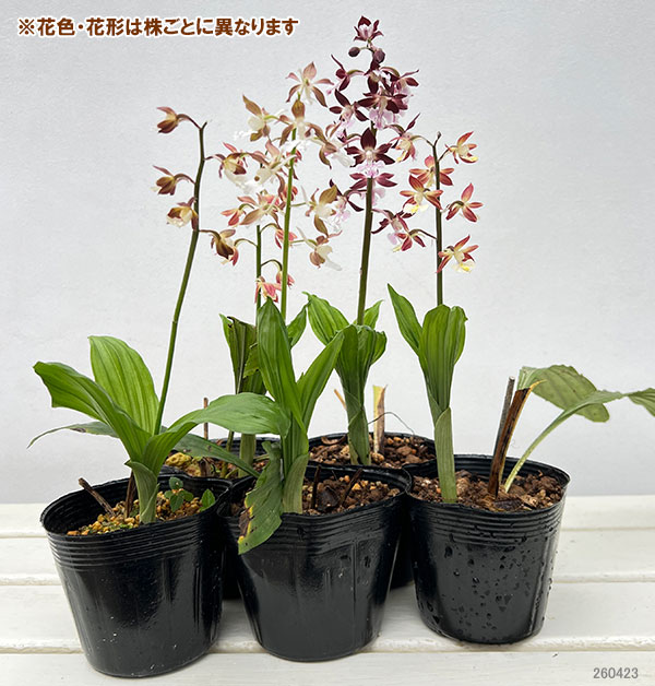 エビネ：南九州産花色ミックス（未選別）3-3.5号ポット