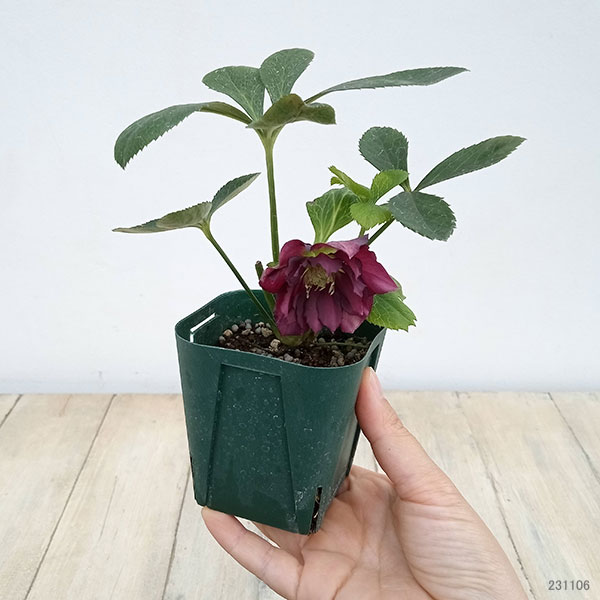 園芸ネット本店｜俊峰園さんのクリスマスローズ：ダブル23-25／3号