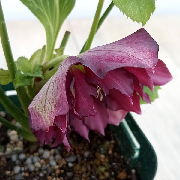 ローズ＊様　1223 園芸ネット本店｜俊峰園さんのクリスマスローズ：ダブル23-25／3号