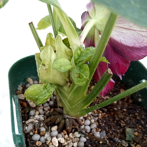 園芸ネット本店｜俊峰園さんのクリスマスローズ：ダブル23-25／3号