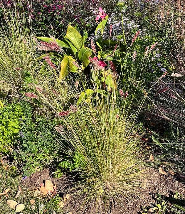 メリニス:サバンナ3号ポット