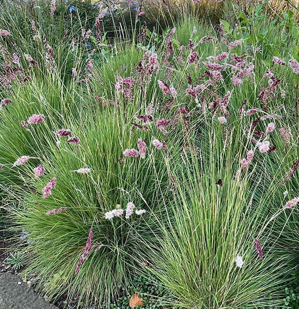 メリニス:サバンナ3号ポット