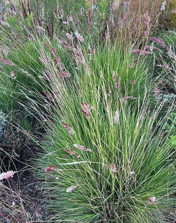 メリニス:サバンナ3号ポット