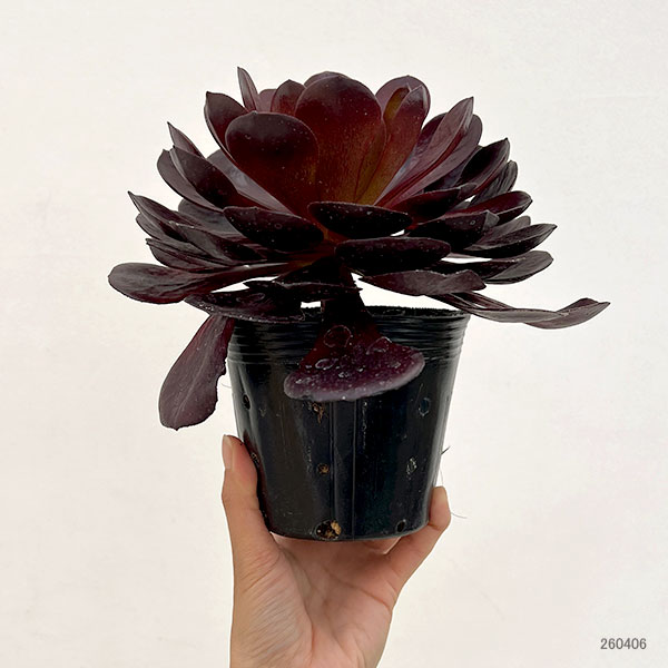 センポニウム:ボルテックス 4号鉢植え