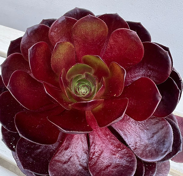 センポニウム:ボルテックス 4号鉢植え