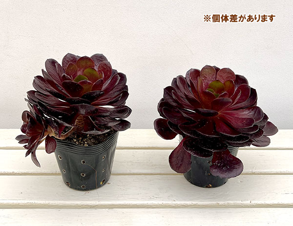 センポニウム:ボルテックス 4号鉢植え
