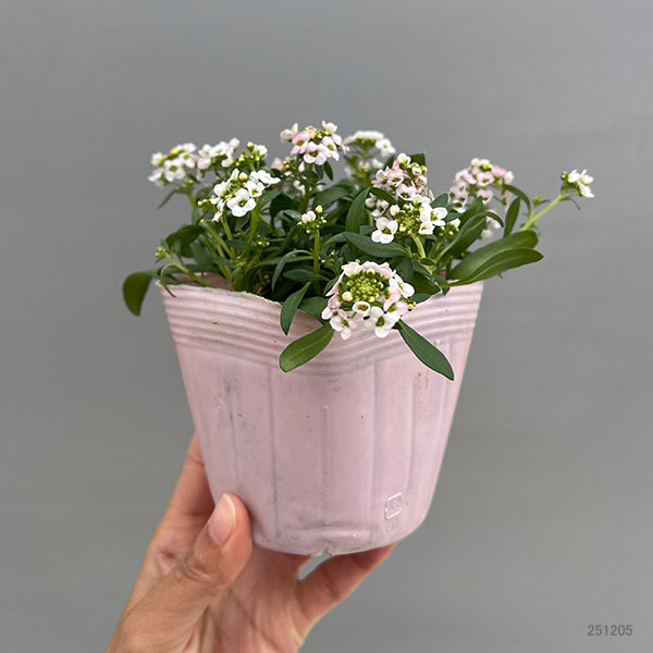 アリッサム：うすいピンク3.5号ポット