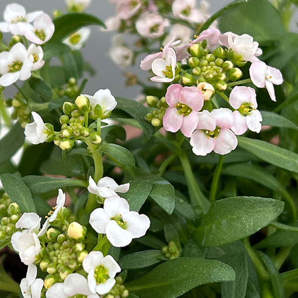 アリッサム：うすいピンク3.5号ポット