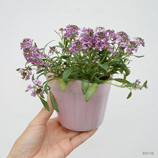 アリッサム：ふじいろ3.5号ポット