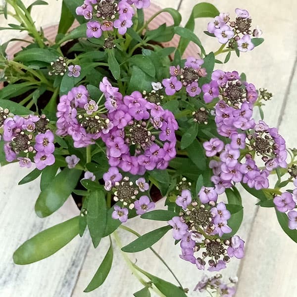 アリッサム：ふじいろ3.5号ポット