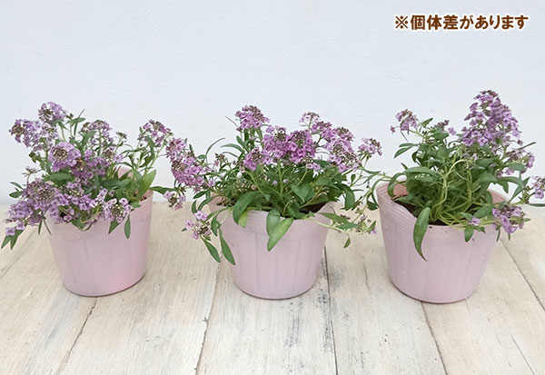 アリッサム：ふじいろ3.5号ポット
