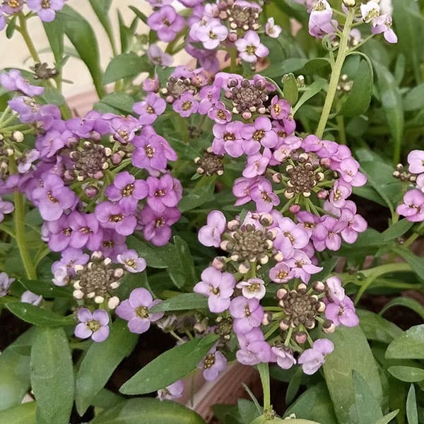 アリッサム：ふじいろ3.5号ポット