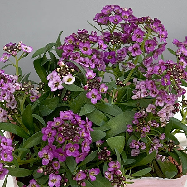 アリッサム：ふじいろ3.5号ポット