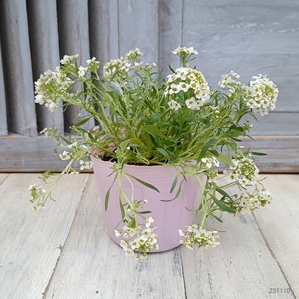 アリッサム　３ポットセット　専用です。 アリッサム 3ポットセット 専用です。 アリッサムの苗10ポットセット