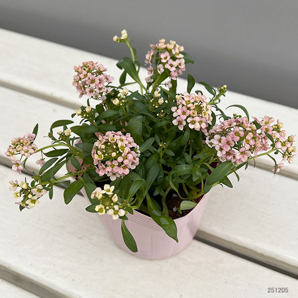 アリッサム：サーモン系3.5号ポット