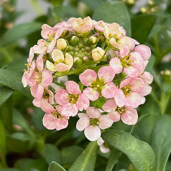 アリッサム：サーモン系3.5号ポット